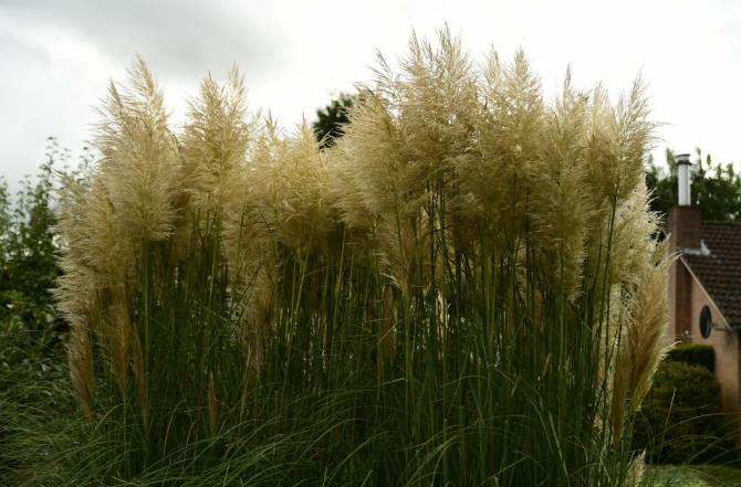 Tuin met siergrassen